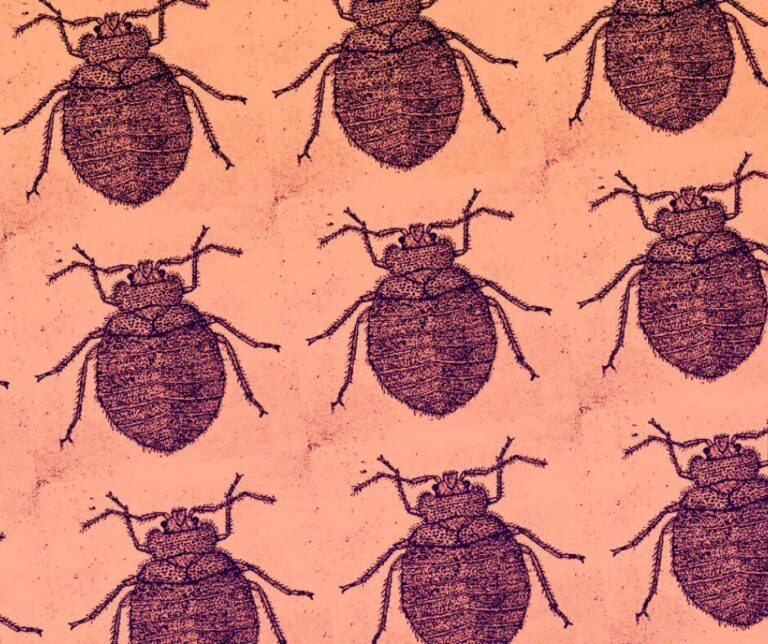 Pattern di cimici del letto su sfondo pesca, stile illustrato e decorativo.