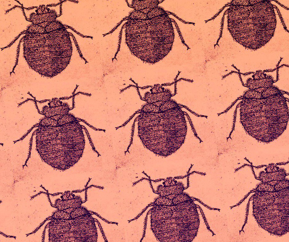 Pattern di cimici del letto su sfondo pesca, stile illustrato e decorativo.