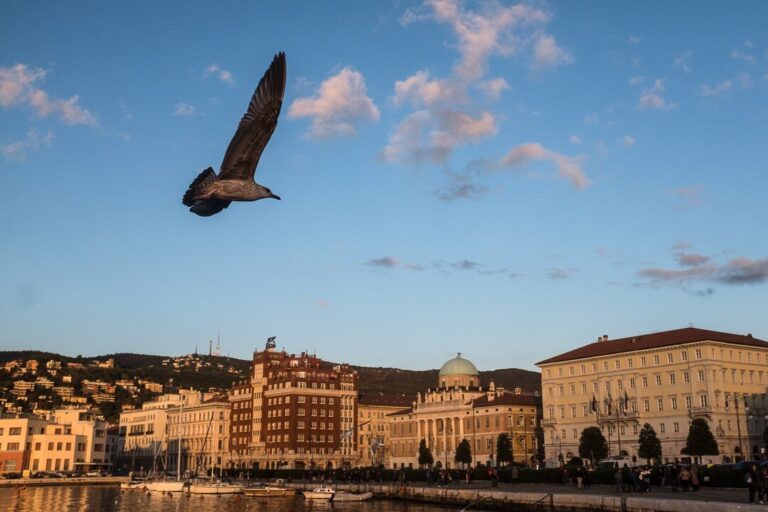 Gabbiano in volo su lungomare storico con palazzi europei e cielo azzurro al tramonto.