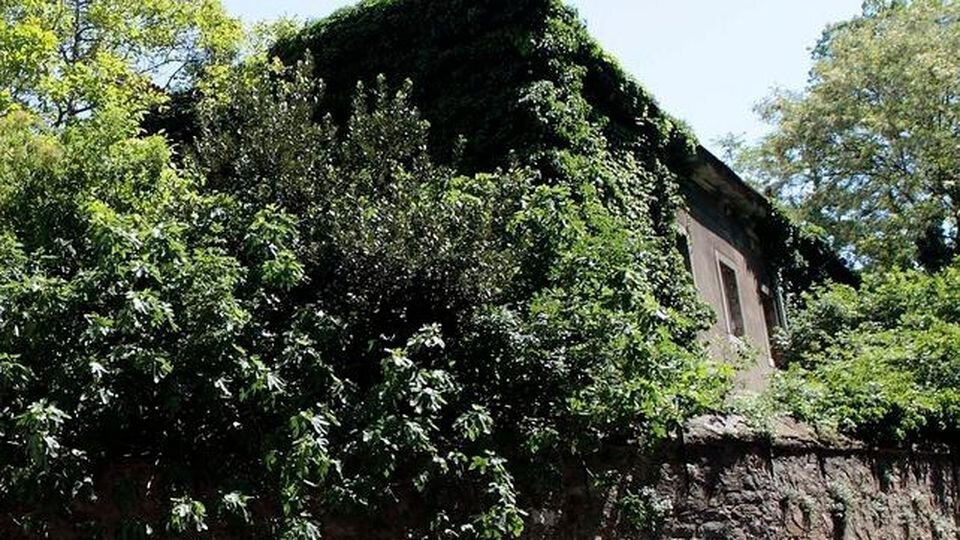 Casa di pietra abbandonata coperta d’edera, immersa nel verde della foresta.